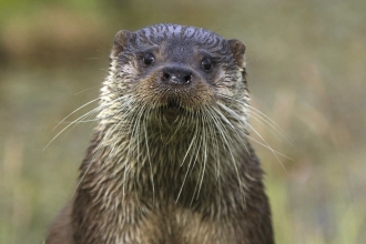 Otter (C) Andy Rouse