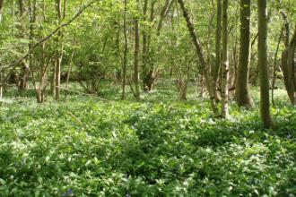 Arle Grove