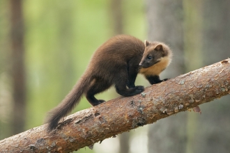 Pine marten (C) Terry Whittaker/2020 Vision