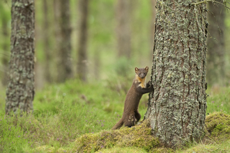 Pine marten (C) Terry Whittaker/2020 Vision