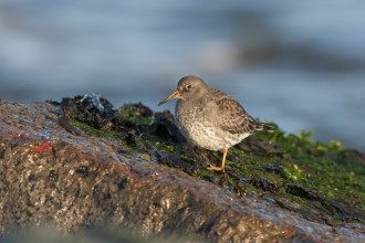 Purple sandpiper