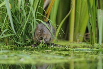 Water vole