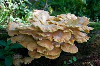 Chicken of the Woods fungi (C) Dave Kilbey