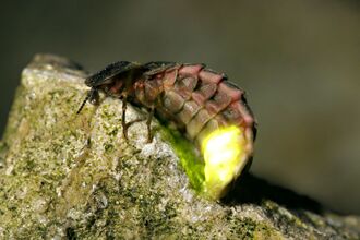 Glow worm