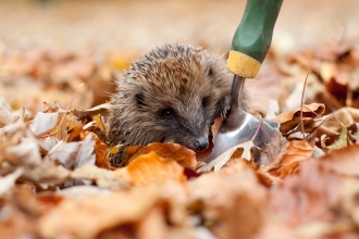 Hedgehog (C) Tom Marshall