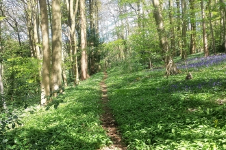 Chalford Lynch Wood