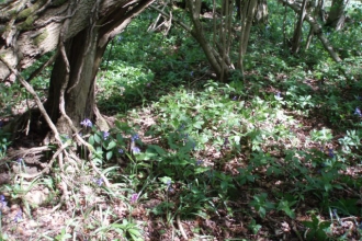 Arle Grove