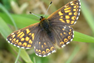 Duke of Burgundy butterfly © Bob Axworthy