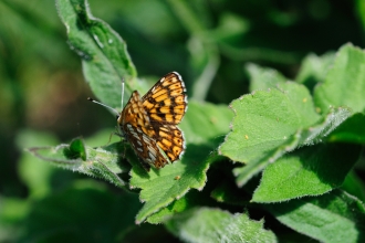 Duke of Burgundy