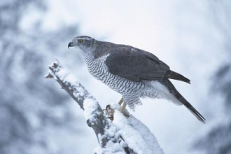 goshawk (c) Philip Mugridge