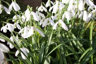 Snowdrops