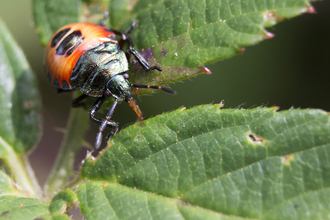 Bronze shieldbug nymph