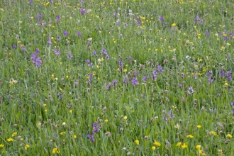 Clarkes pool Meadow
