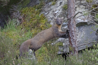 Pine Marten