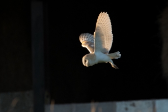 Barn owl (c) Donald Sutherland