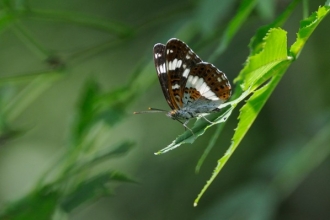 Butterfly ID