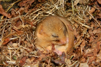 Dormouse 