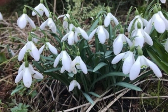 Snowdrops