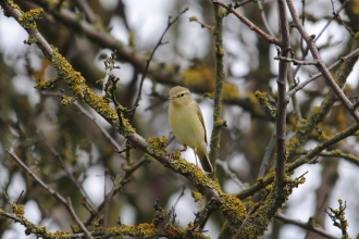 Willow warbler 