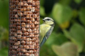 Blue tit