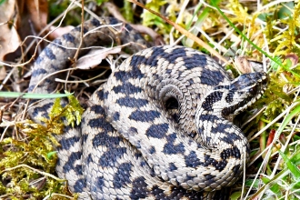 Adder - FoD