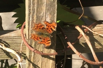 Comma butterfly