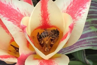 Tulips are visited by bees