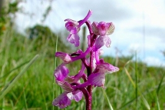 Meadow