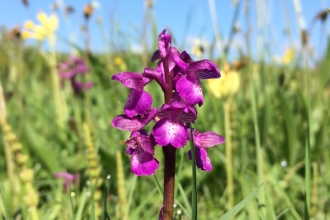 Green-winged orchid (c) GWT