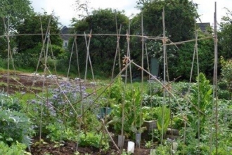 Sue Bradley allotment June 2019 (c) Sue Bradley