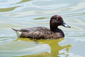 Madagascar Pochard (c) Peter Cranswick