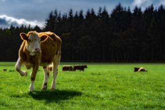 Cow (c) Mark Conisbee PC2017