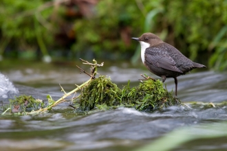 Dipper (c)Tom Marshall