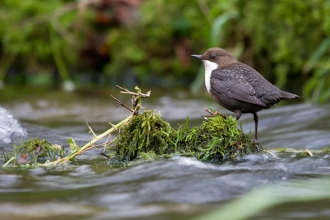 Dipper (c)Tom Marshall