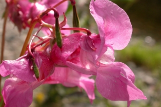 Himalayan balsam 