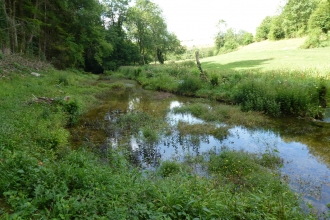 Watercress bed