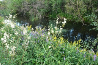 Wildflowers by canal