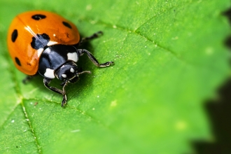 ladybird