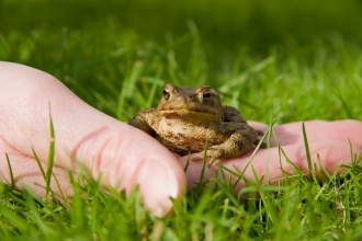 A toad sat in the palm of someone's hand in the grass