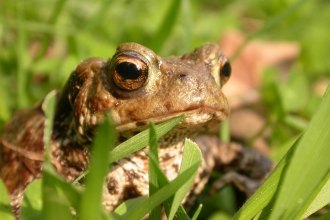 Toad hiding in long grass