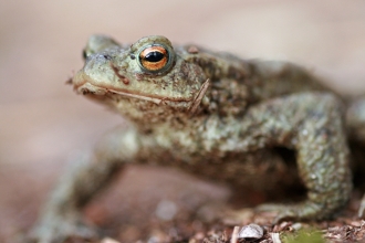 Toad crouching on ground