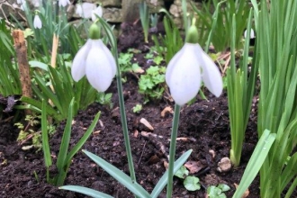 Snowdrops