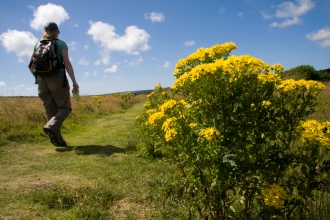 Walking & ragwort