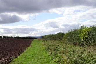 Hedgerow