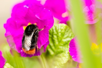 A bee in a pink flower