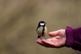 A great tit sitting on somebody's outstretched hand