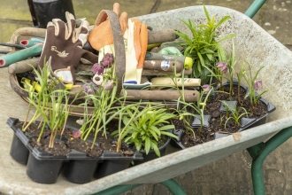 A wheelbarrow full of plants ready to be planted and gardening equipment