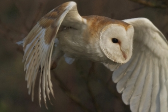 A barn owl flying