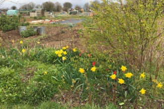 April Sue's allotment