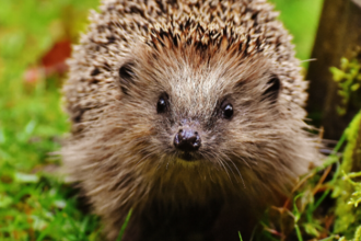 Hedgehog